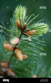 Attēlu rezultāti vaicājumam “Pseudotsuga menziesii flower”