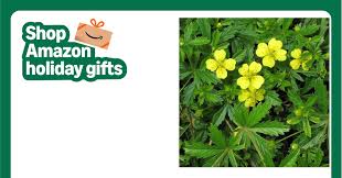 Image result for Potentilla tormentilla