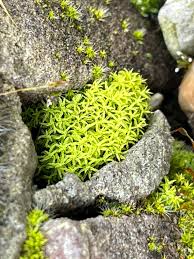 Attēlu rezultāti vaicājumam “Barbula convoluta”