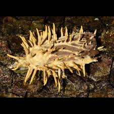 Attēlu rezultāti vaicājumam “Akanthomyces aculeatus”