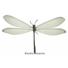 Attēlu rezultāti vaicājumam “Neuroptera”