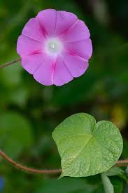 Image result for Ipomoea purpurea