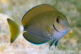 Image result for Acanthurus bahianus