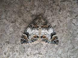 Attēlu rezultāti vaicājumam “Dysstroma truncata”