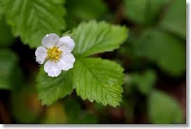 Attēlu rezultāti vaicājumam “Fragaria vesca flower”