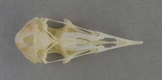 Image result for Oceanodroma castro