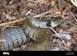 Attēlu rezultāti vaicājumam “Natrix natrix adult”