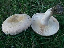 Attēlu rezultāti vaicājumam “Lactarius torminosus”