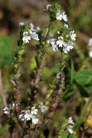 Image result for Euphrasia stricta