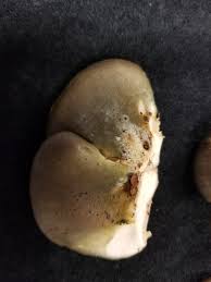 Attēlu rezultāti vaicājumam “Panellus serotinus”