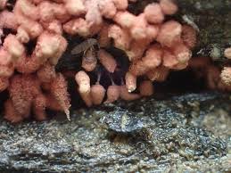 Attēlu rezultāti vaicājumam “Arcyria minuta macro”