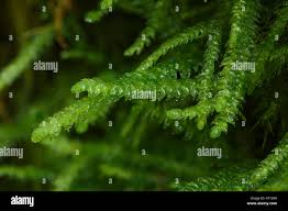 Attēlu rezultāti vaicājumam “Plagiothecium undulatum”