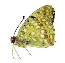 Attēlu rezultāti vaicājumam “Argynnis adippe male”