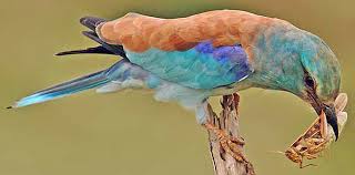 Attēlu rezultāti vaicājumam “Coracias garrulus adult”