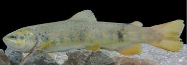 Image result for Salmo macrostigma