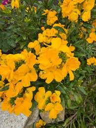 Image result for Cheiranthus cheiri