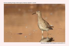 Attēlu rezultāti vaicājumam “Philomachus pugnax adult”