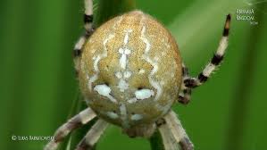 Attēlu rezultāti vaicājumam “Araneus quadratus male”