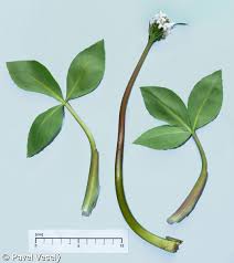 Attēlu rezultāti vaicājumam “Menyanthes trifoliata leaf”