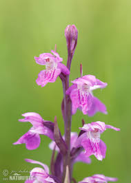 Attēlu rezultāti vaicājumam “Dactylorhiza traunsteineri”
