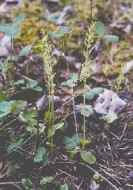 Attēlu rezultāti vaicājumam “Malaxis monophyllos leaf”