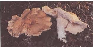 Attēlu rezultāti vaicājumam “Hydnum repandum”