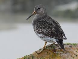 Attēlu rezultāti vaicājumam “Calidris maritima adult”