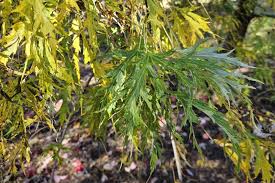 Attēlu rezultāti vaicājumam “Acer saccharinum leaf”