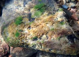 Attēlu rezultāti vaicājumam “Lemanea fluviatilis”