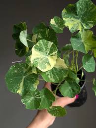 Image result for Tropaeolum majus