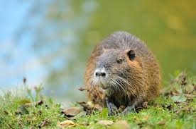 Attēlu rezultāti vaicājumam “Ondatra zibethicus”