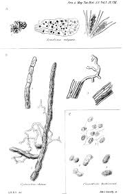 Attēlu rezultāti vaicājumam “Cystocoleus ebeneus”