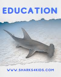 Image result for Triakis megalopterus