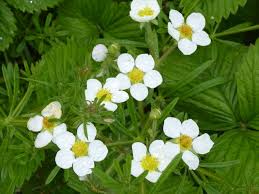 Attēlu rezultāti vaicājumam “Fragaria moschata flower”