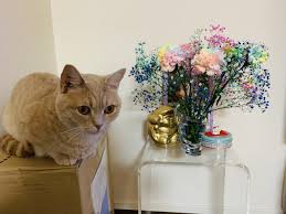 猫次郎에 대한 이미지 검색결과