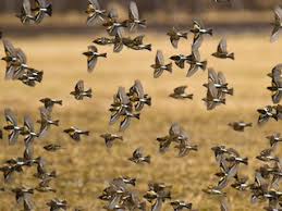 「アトリ・レギンハルト」の画像検索結果