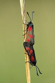 Attēlu rezultāti vaicājumam “Zygaena filipendulae exuvia”