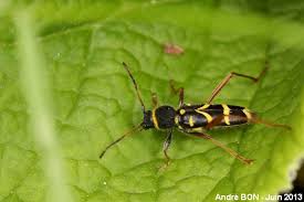 Attēlu rezultāti vaicājumam “Clytus arietis”