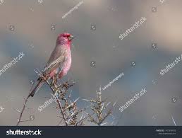 Attēlu rezultāti vaicājumam “Collaria rubens”