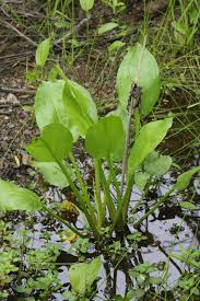 Attēlu rezultāti vaicājumam “Alisma gramineum leaf”
