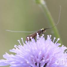 Attēlu rezultāti vaicājumam “Nemophora metallica”