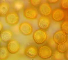 Attēlu rezultāti vaicājumam “Trichia longipalpis sessile”