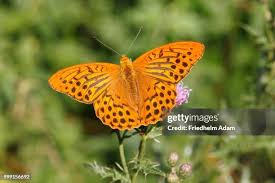 Attēlu rezultāti vaicājumam “Argynnis laodice underside”