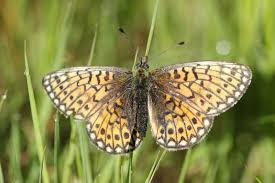 Attēlu rezultāti vaicājumam “Boloria eunomia underside”