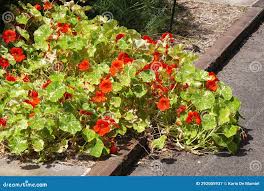 Image result for Tropaeolum minus