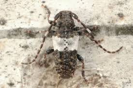 Attēlu rezultāti vaicājumam “Pogonocherus hispidulus”