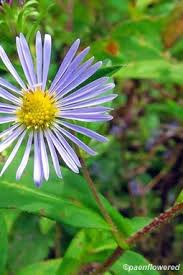 Attēlu rezultāti vaicājumam “Symphytocarpus sp.”