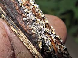 Attēlu rezultāti vaicājumam “Claustria didermoides macro”