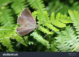 Attēlu rezultāti vaicājumam “Favonius quercus”