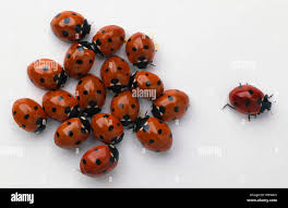 Attēlu rezultāti vaicājumam “Coccinella septempunctata”